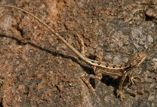 Image of Fan Throated Lizard