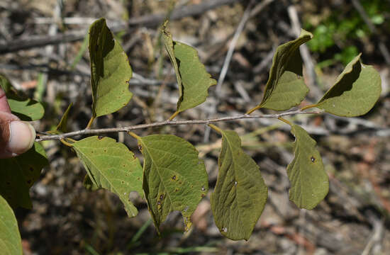 Image of Flueggea virosa subsp. melanthesoides (F. Muell.) G. L. Webster