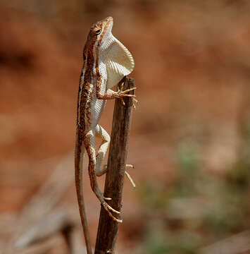 Image of Fan Throated Lizard