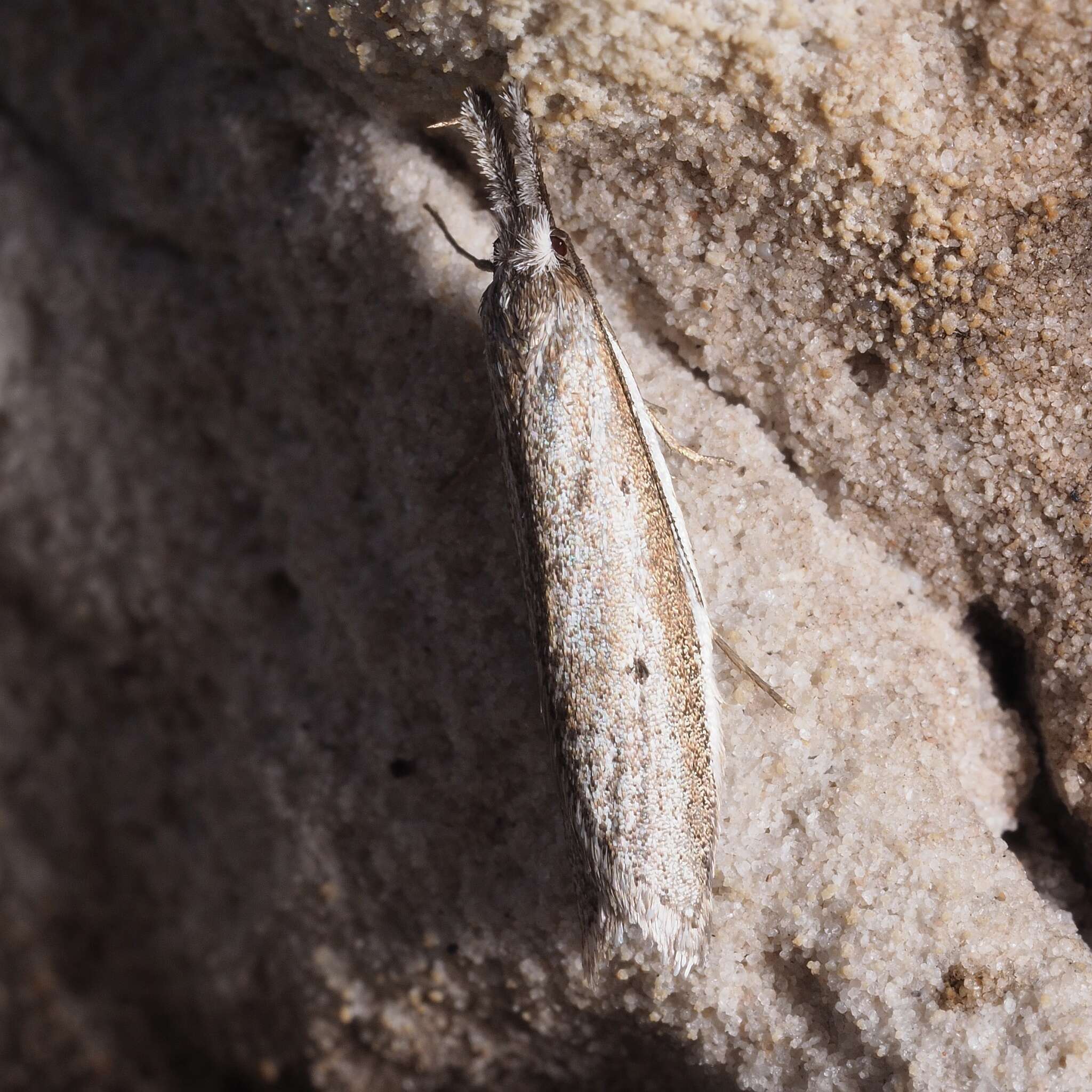 Image de Pleurota bicostella Clerck 1761