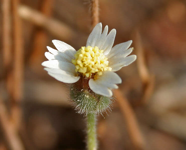 Image de Tridax procumbens L.