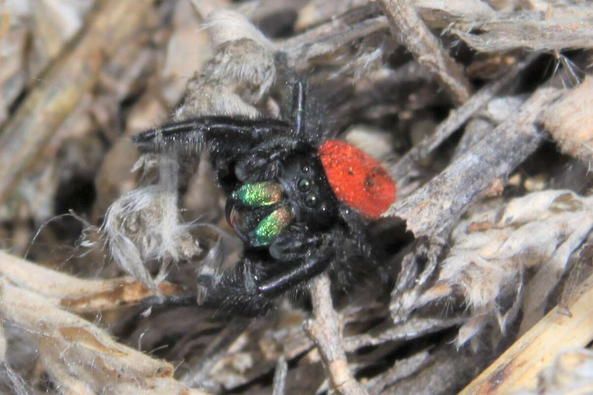 صورة Phidippus ardens Peckham & Peckham 1901