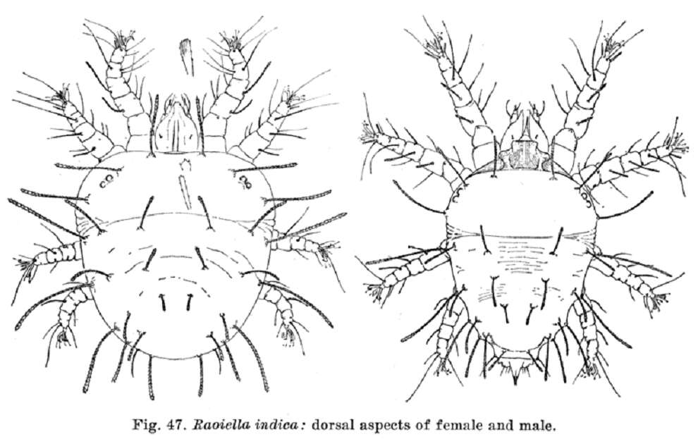 Image of Red palm mite