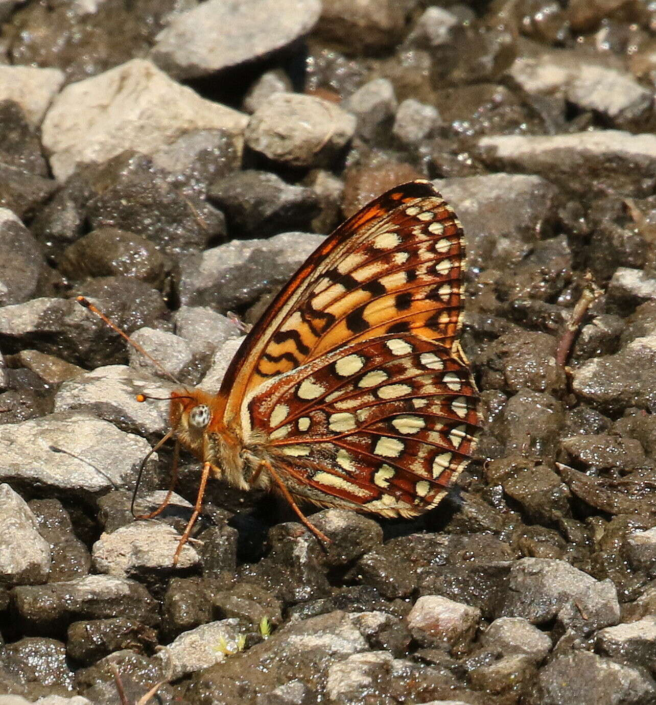 Image de <i>Speyeria hesperis dodgei</i>