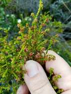 Erica subcapitata (N. E. Br.) E. G. H. Oliver resmi