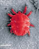 Image of Red palm mite