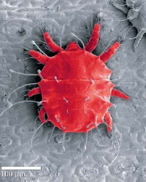 Image of Red palm mite