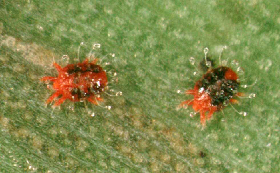 Image of Red palm mite