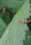 Imagem de Nemophora degeerella Linnaeus 1758