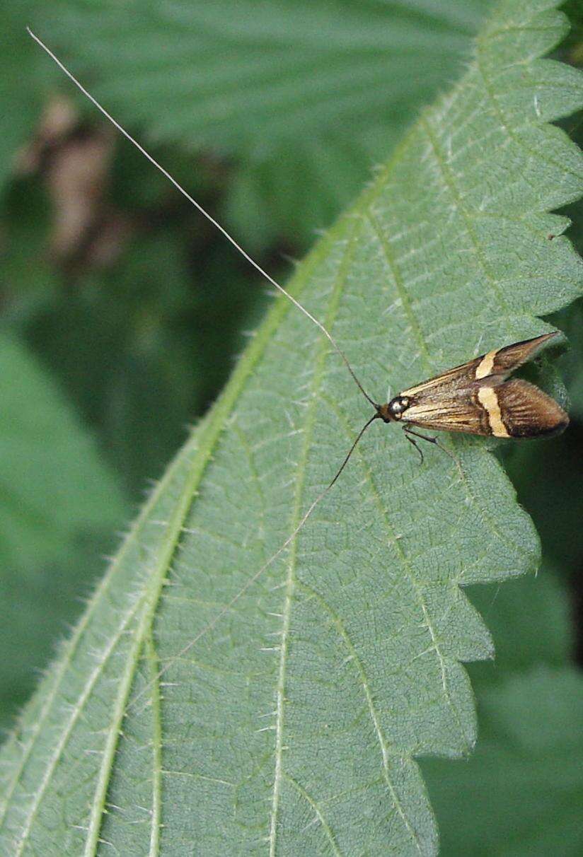 Imagem de Nemophora degeerella Linnaeus 1758