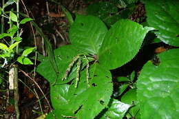 Image of Chloranthus oldhamii Solms