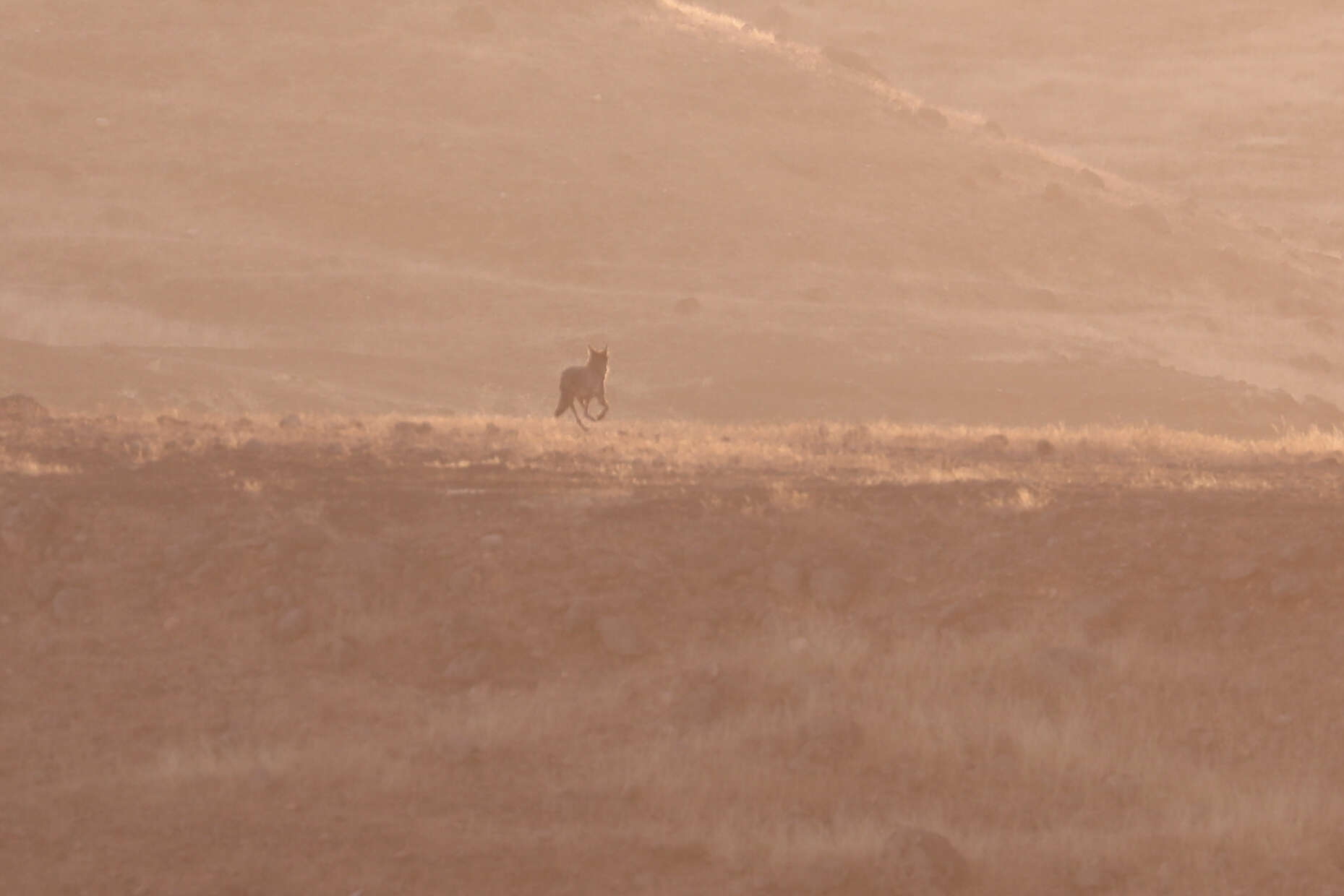 Image of Arabian wolf