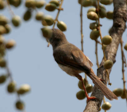 Image of Grey-breasted Prinia