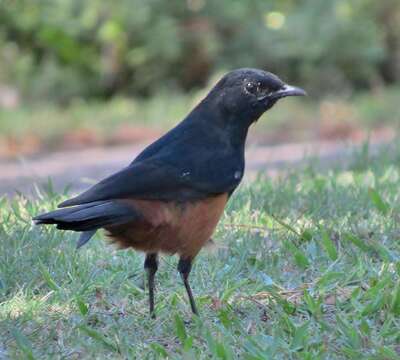 Sivun Thamnolaea cinnamomeiventris cinnamomeiventris (Lafresnaye 1836) kuva