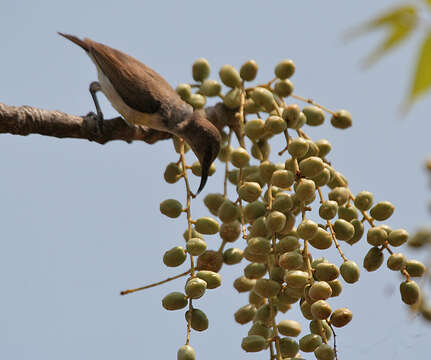 Image of Lannea coromandelica (Houtt.) Merr.