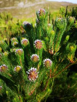 Image of Spatalla setacea (R. Br.) Rourke