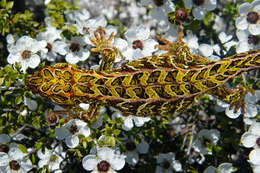 Image of Harlequin gecko