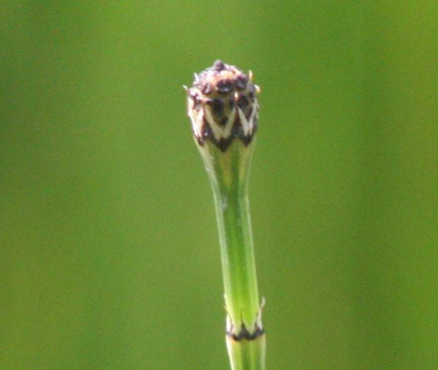 Image of variegated horsetail