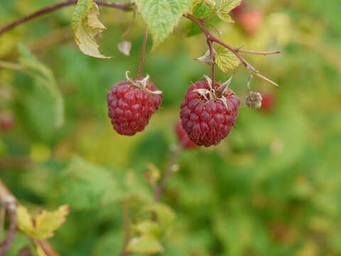 Image of Raspberry