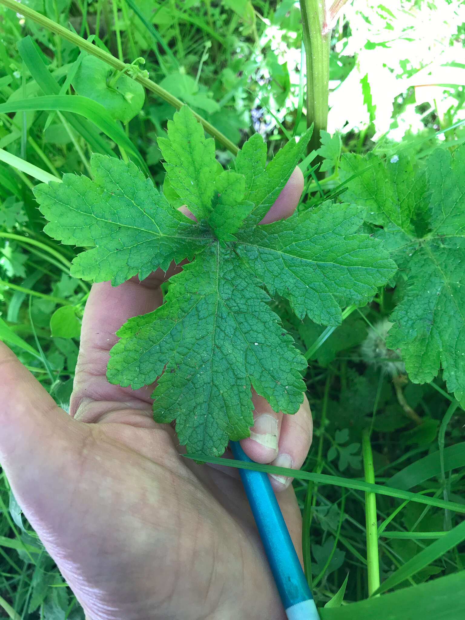 Image of Sanicula crassicaulis var. crassicaulis