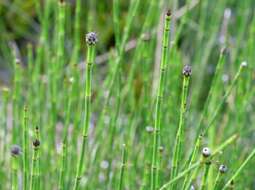 Image of variegated horsetail