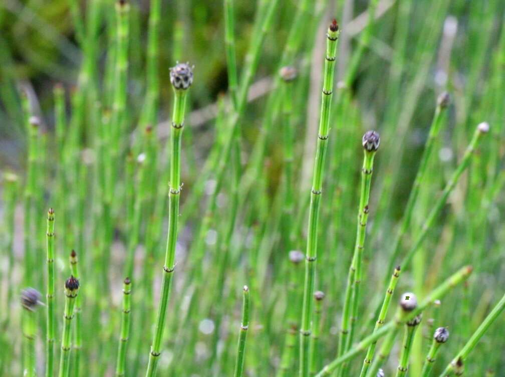 Image of variegated horsetail