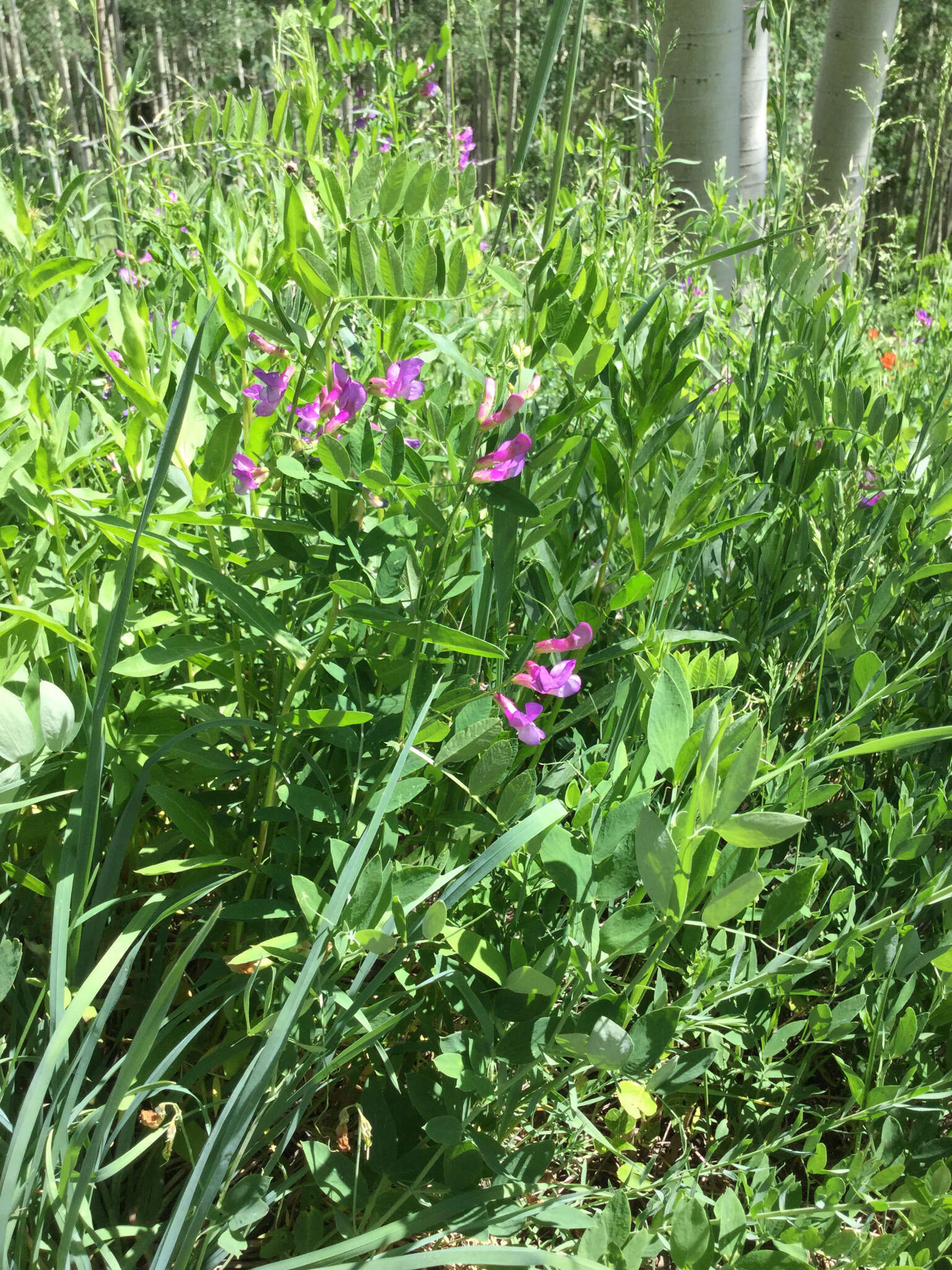 Vicia americana Willd. resmi