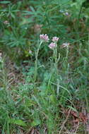 Image of rosy pussytoes