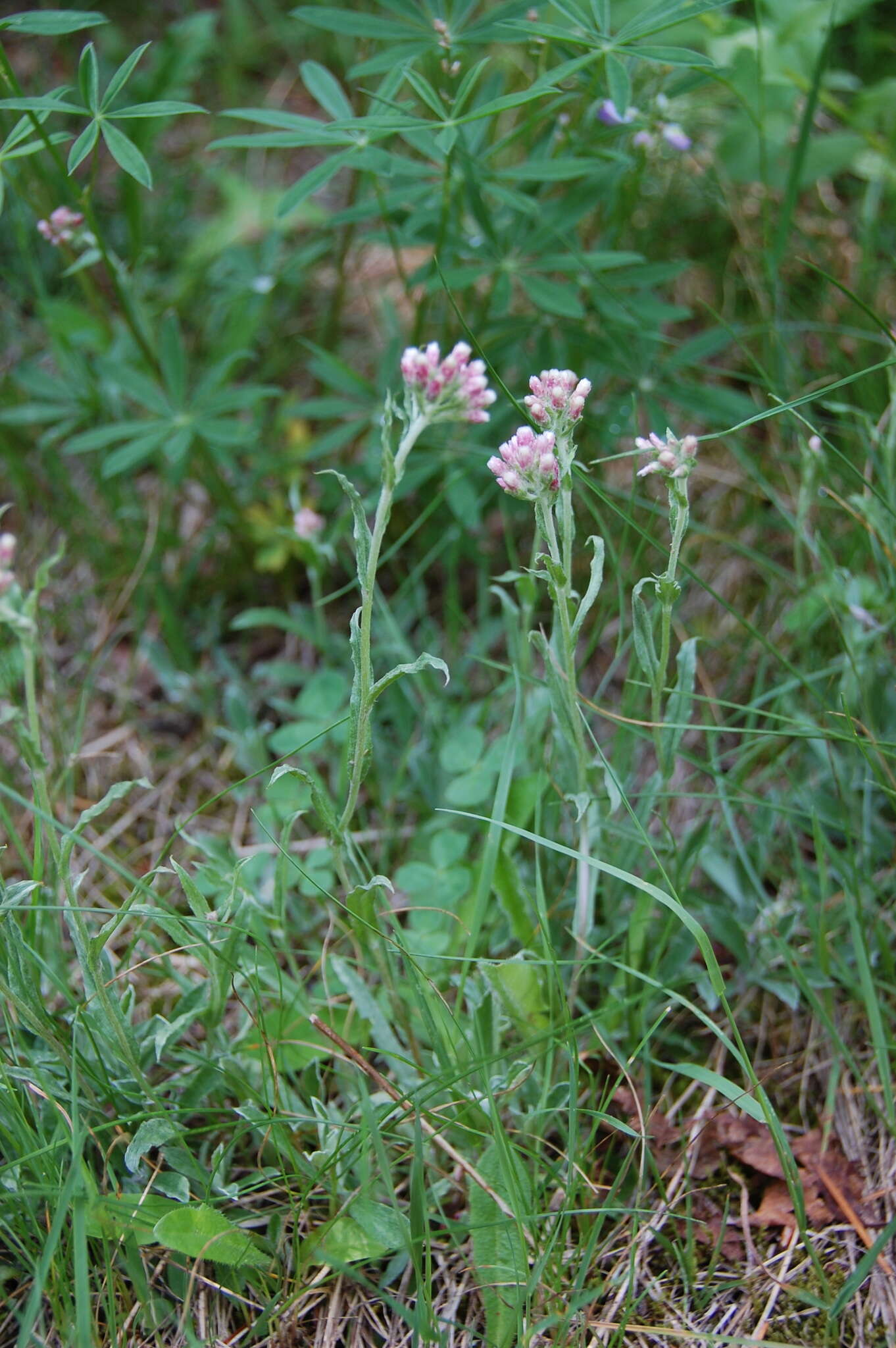 Image of rosy pussytoes