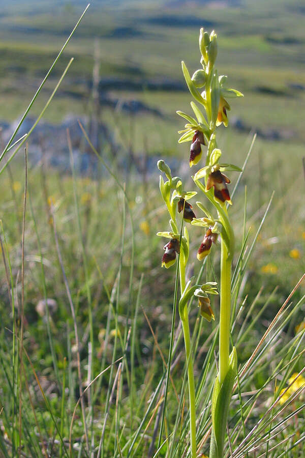 Слика од Ophrys insectifera subsp. aymoninii Breistr.