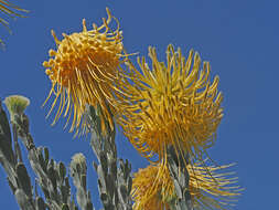 Image of Leucospermum reflexum var. luteum J. P. Rourke