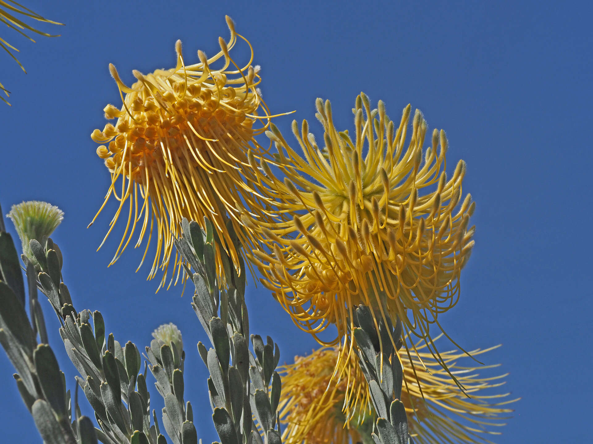 Image of Leucospermum reflexum var. luteum J. P. Rourke