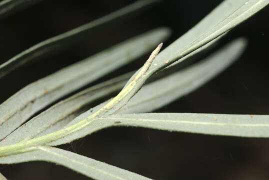 Image of Cycas brunnea K. D. Hill