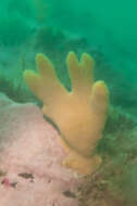Image of Deichmann's horny sponge