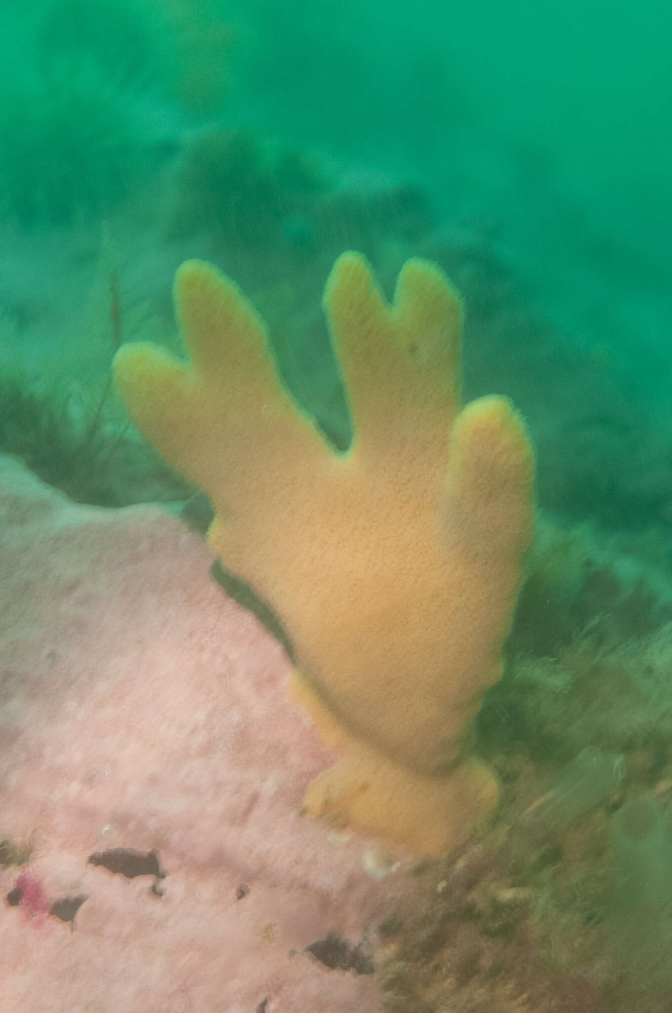 Image of Deichmann's horny sponge
