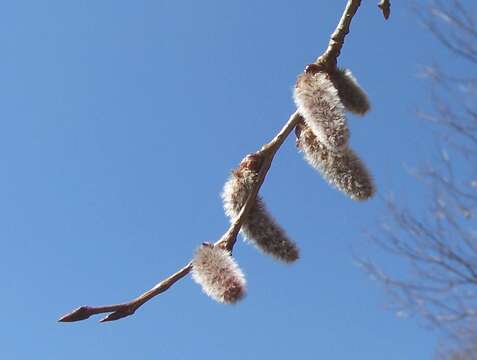 Image of Common Aspen