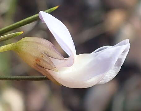 Image of <i>Psoralea diturnerae</i>