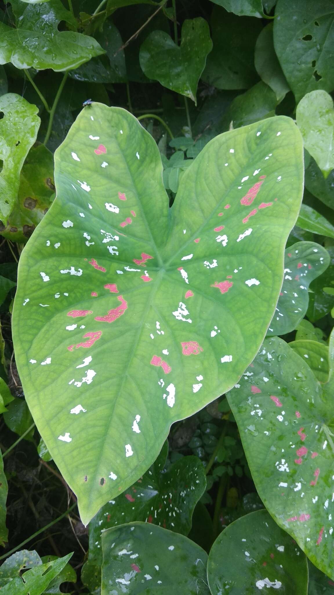 Image of Caladium bicolor (Aiton) Vent.