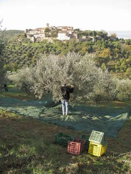 Image of olive tree