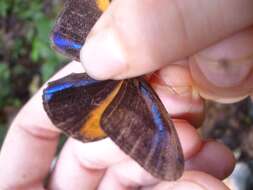 Image of Magneuptychia tricolor Hewitson 1850