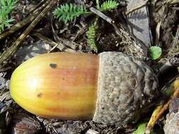 Image of English oak