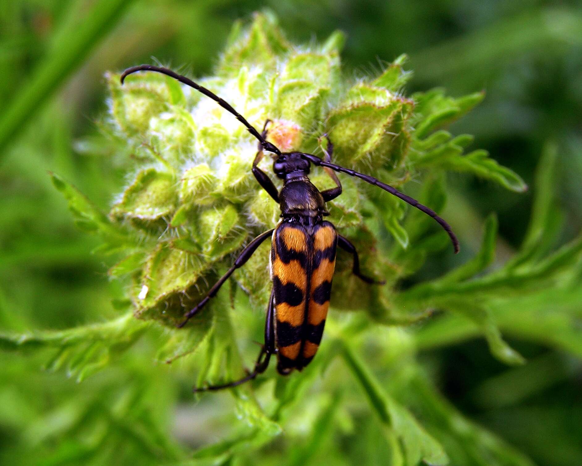 Image of Leptura quadrifasciata Linné 1758