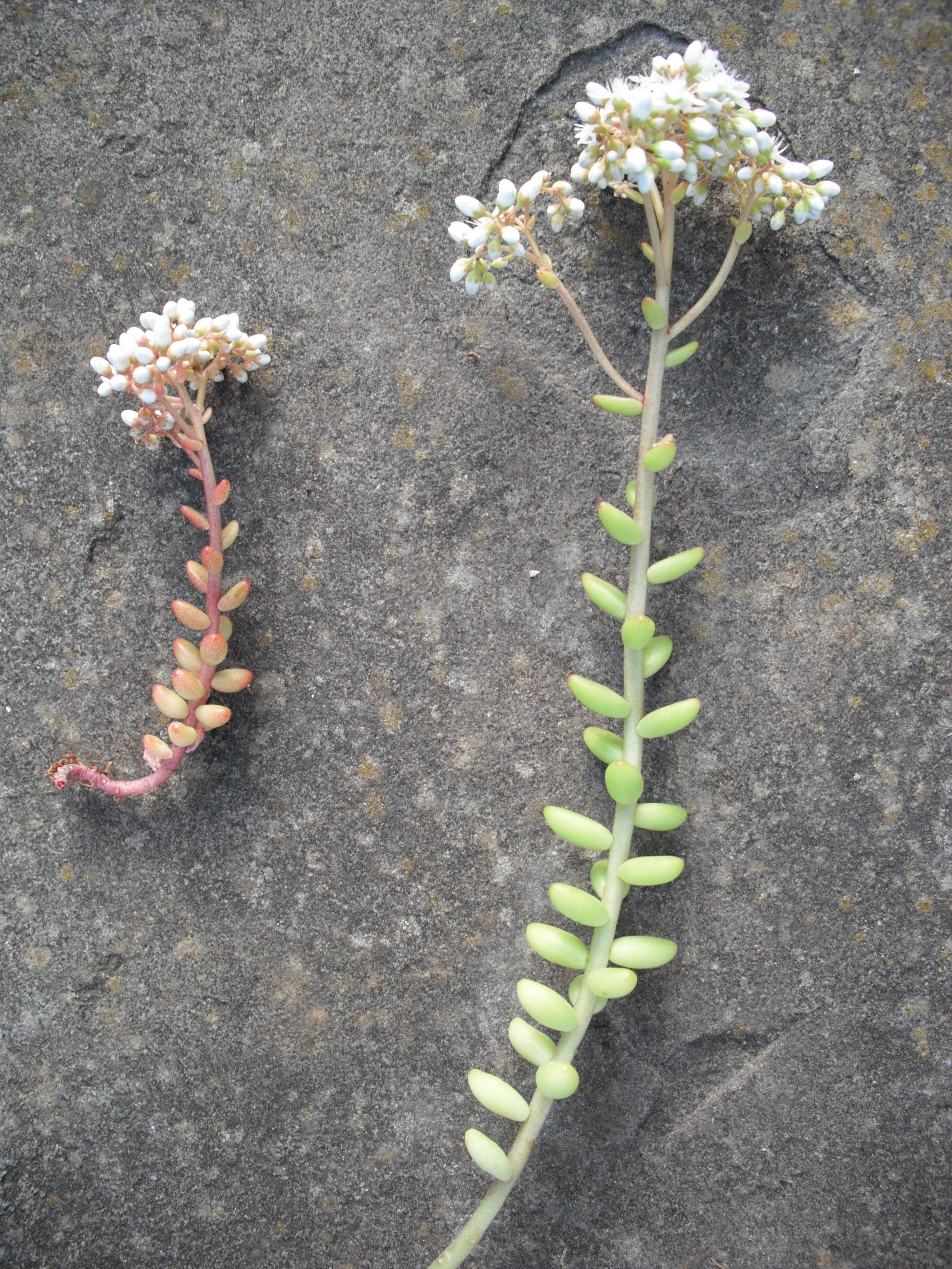 Image of White Stonecrop