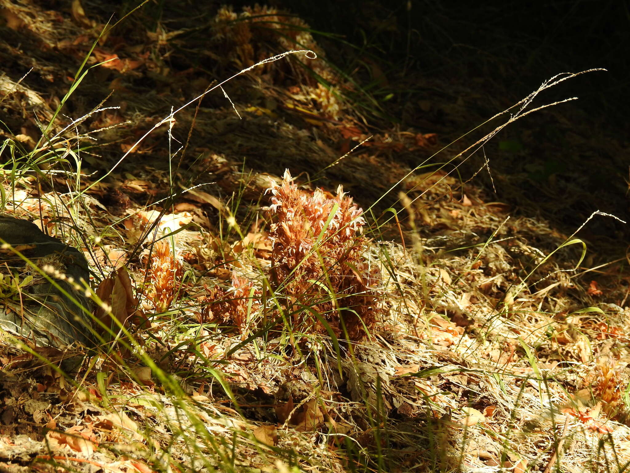 Image of hillside broomrape