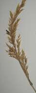 Image of Ergot