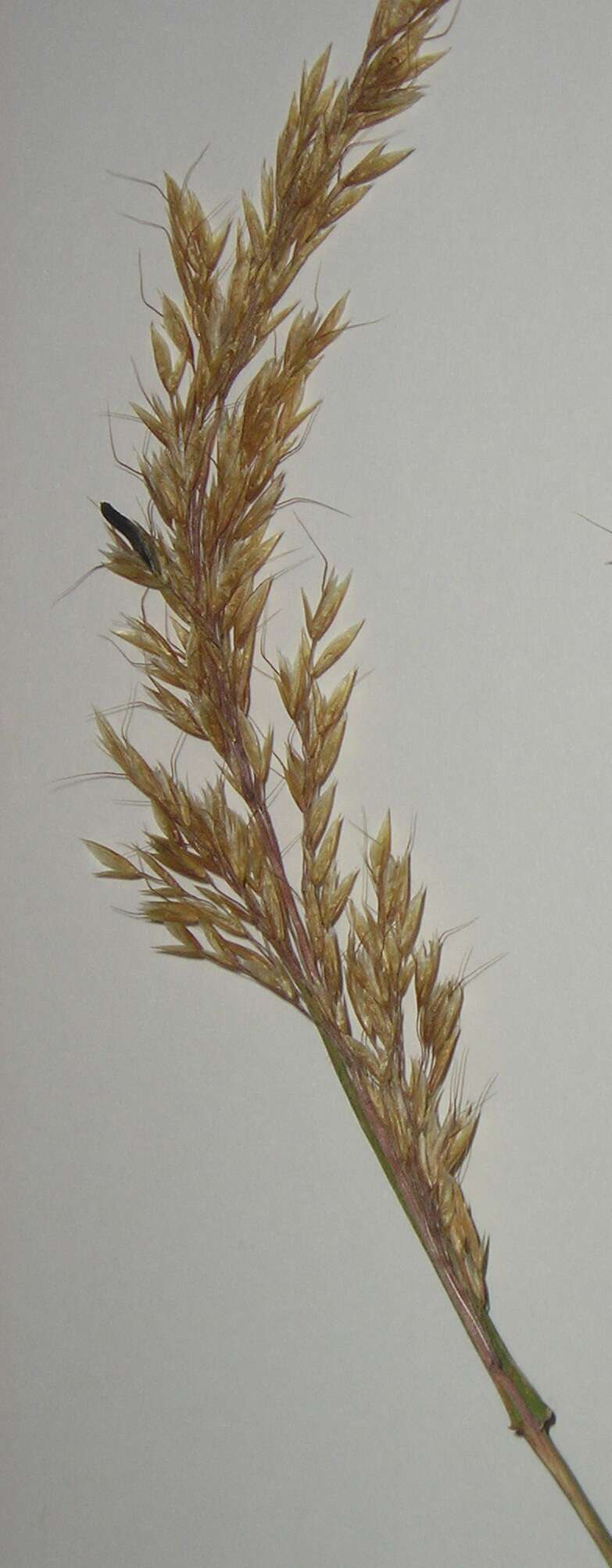 Image of Ergot