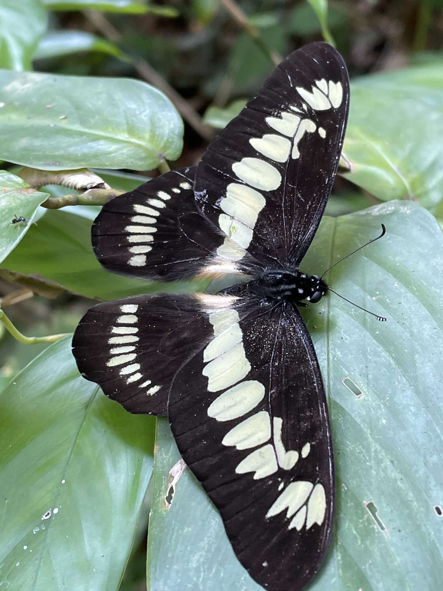 Graphium latreillianus (Godart (1819))的圖片