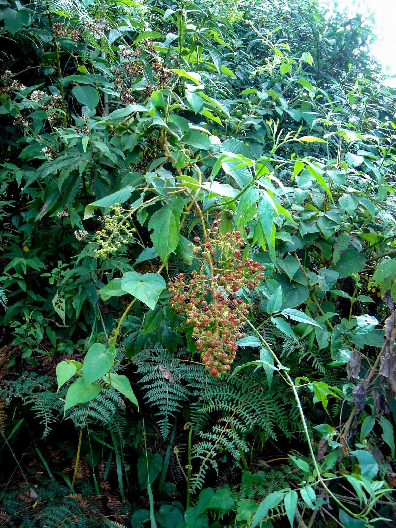 Image de Rubus urticifolius Poir.