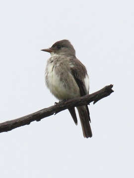 Image of Olive-Sided Flycatcher