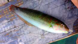 Image of Black-ear wrasse